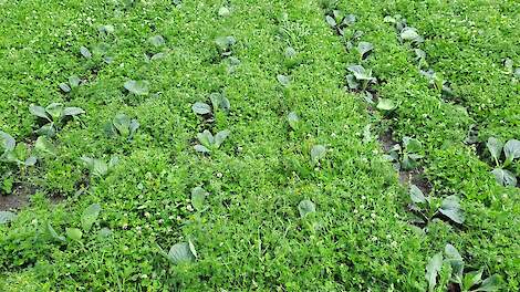 Helpt klaver tussen de sluitkool bij tripsbeheersing?