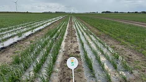 Uien telen met minder water