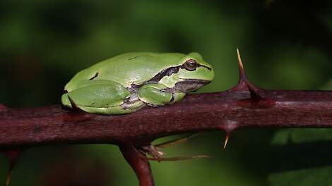 BoerenNatuurWijzer: Nieuwe online gids helpt boeren bij effectiever agrarisch natuurbeheer