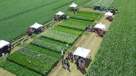 Video: Terugblik Groenbemesterdag: Onverminderd aandacht voor stikstof en structuur