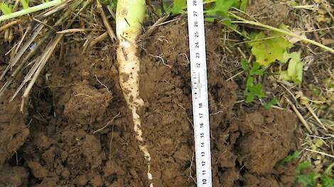 Aaltjesprobleem? Dit zijn de groenbemesters voor natuurlijke aaltjesbestrijding