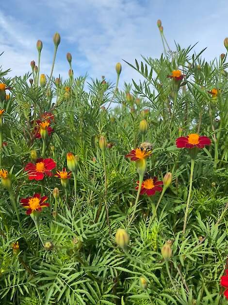 DSV tagetes Proud Mary