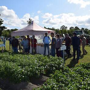 Robuuste aardappelrassen demovelden