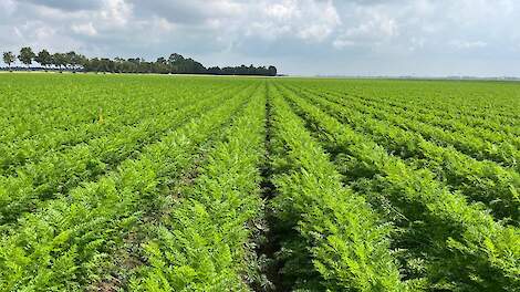 Controleer je gewas regelmatig