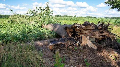 Boeren uit grensstreek zwaar getroffen door storm en hagel