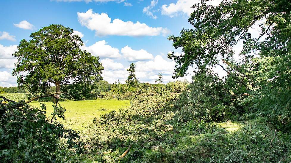 De schade in de omgeving is aanzienlijk. Veel bomen en boomtoppen moesten het ontgelden.