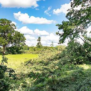 De schade in de omgeving is aanzienlijk. Veel bomen en boomtoppen moesten het ontgelden.