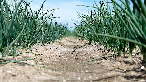 Flevolandse proef in peen en ui biedt handvatten maar geen blauwdruk voor ICM