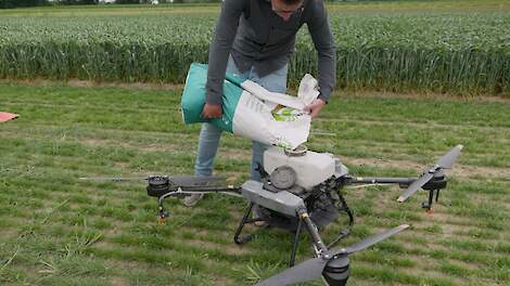 Video: Drone zaait groenbemester tussen groeiend gewas