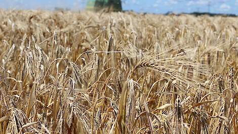 Vroege wintergerstoogst levert topopbrengsten