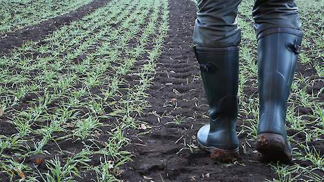 Gerst zaaien tot eind oktober zonder opbrengstverlies