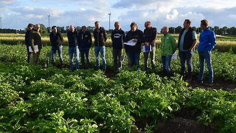 Demovelden kleuren 'gezond' groen, maar phytophthora ligt op de loer