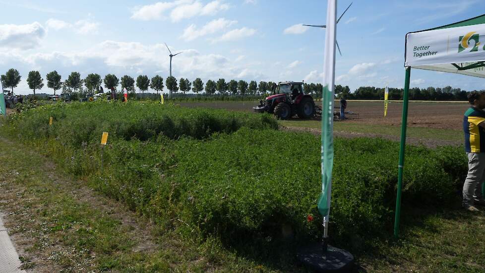 Agrifrim groenbemesters