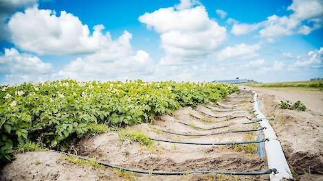 Succesvolle irrigatie uit ondergrondse zoetwateropslag op Texel