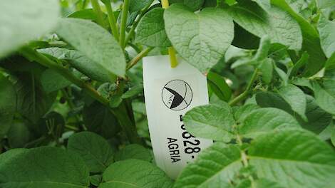 Phytophthora steekt de kop op, maar druk is vooralsnog laag
