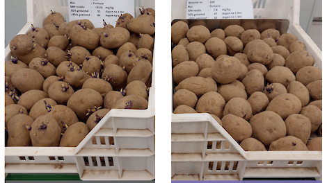MH toepassen op juiste moment geeft rust in aardappelen