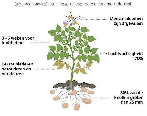 MH factoren