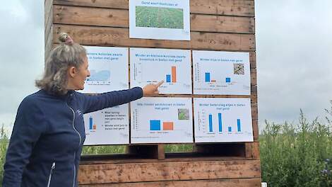 'Met gerst tussen de bieten kun je één insecticidebespuiting besparen'