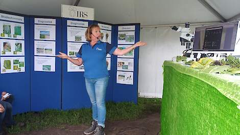 Fotoserie: Schadebeelden in de suikerbieten: waar moet je op letten?