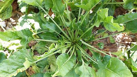 Bietenziekten SBR en RTD rukken op richting Nederland