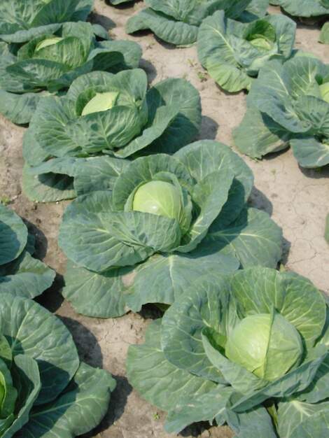 Koolplanten