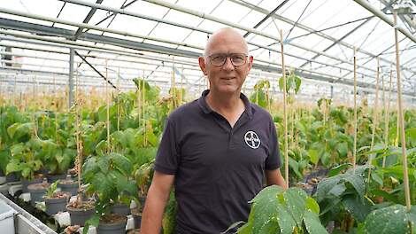 Bonenrassen met verbeterde resistentie tegen Sclerotinia