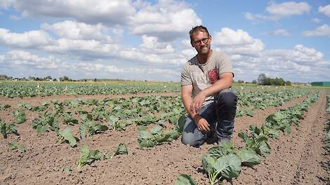 Insectenbestrijding in spruitkool wordt steeds grotere opgave