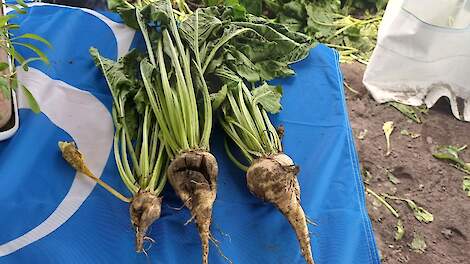 De schaderange aphanomyces ligt tussen 0 en 100 procent