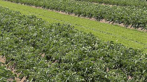 Strokenteelt tegen phytophthora: bescheiden effect, maar veel potentie