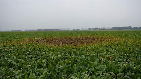 Vocht en warmte prima omstandigheden voor ontwikkeling bladschimmels