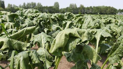 Allianz: Hitte heeft economische gevolgen voor de landbouw