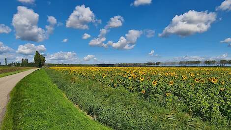 Welke groenbemester past bij jouw bouwplan én de regels van vandaag?