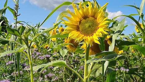 TerraLife N-Fixx 50 bevat veel vlinderbloemigen en kan in potentie tot 80 kg N per ha bevatten.