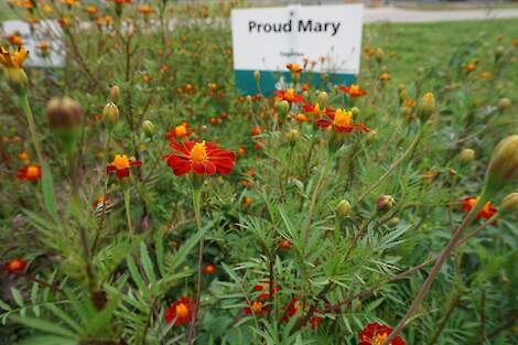 Tagetes patula