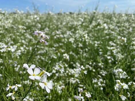 TerraLife SolaRigol zorgt voor opbouw organische stof.