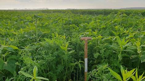 De juiste groenbemester kiezen: waar moet je op letten?
