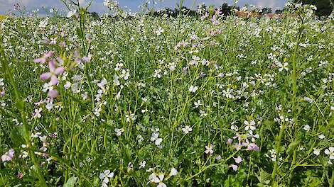 Vroege zaai bladrammenas voor maximale aaltjesbeheersing