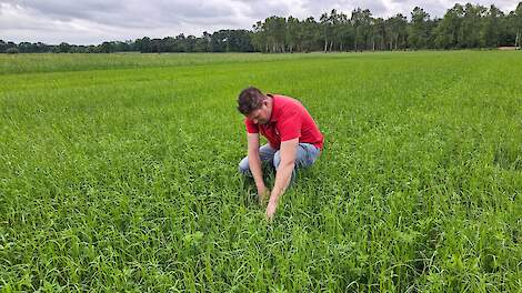 Video: Rustgewas uitgelicht: tijdelijk grasland