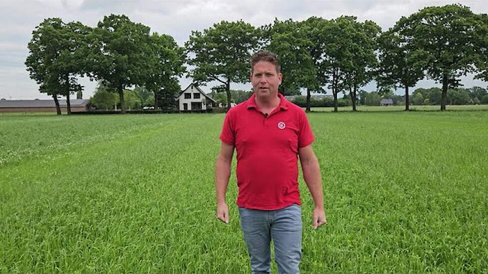 Rustgewas uitgelicht: tijdelijk grasland | LG Seeds