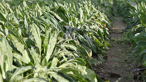 Sensus adviseert om schieters in cichorei actief te verwijderen