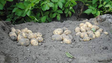 Robuuste rassen: Geen phytophthora, wel hoge opbrengsten
