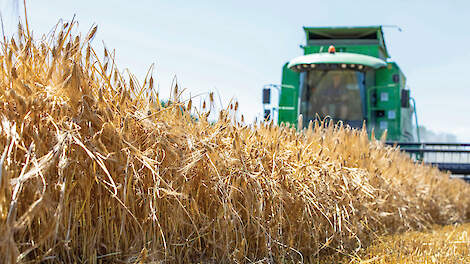Oogst van het wapperende goud