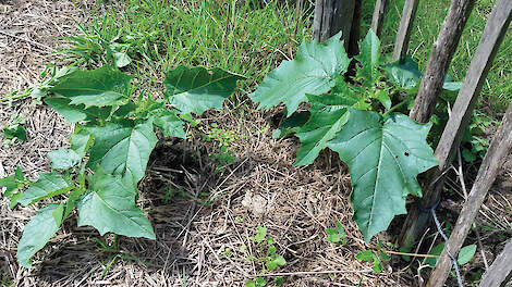 Levensgevaarlijke doornappel rukt op