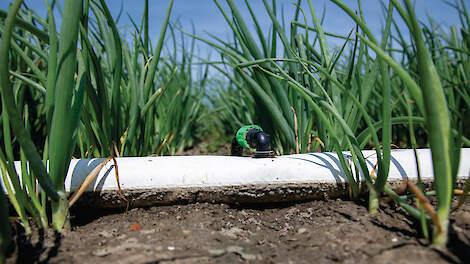 Druppelirrigatie toont ook in natte jaren meerwaarde