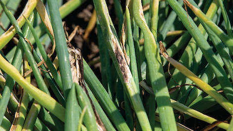 Weerbare plant als basis, gewasbescherming als ondersteuning