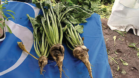 Schade van opkomst tot levering