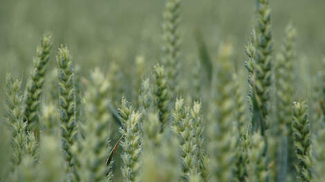 ‘Alles wat je met genetica doet, hoef je niet bij te sturen’