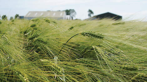 ‘Weg uit de vuurlinie van bladluizen’