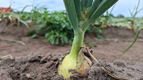 Fotoserie: Uitbollen richting de rooiwerkzaamheden