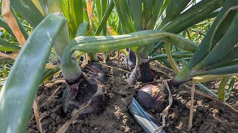 Uien Innovatiedag toont stappen in zoektocht naar weerbare uienteelt